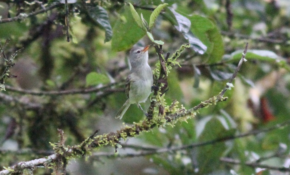 Tyranneau passegris (groupe obsoletum) - ML298840341