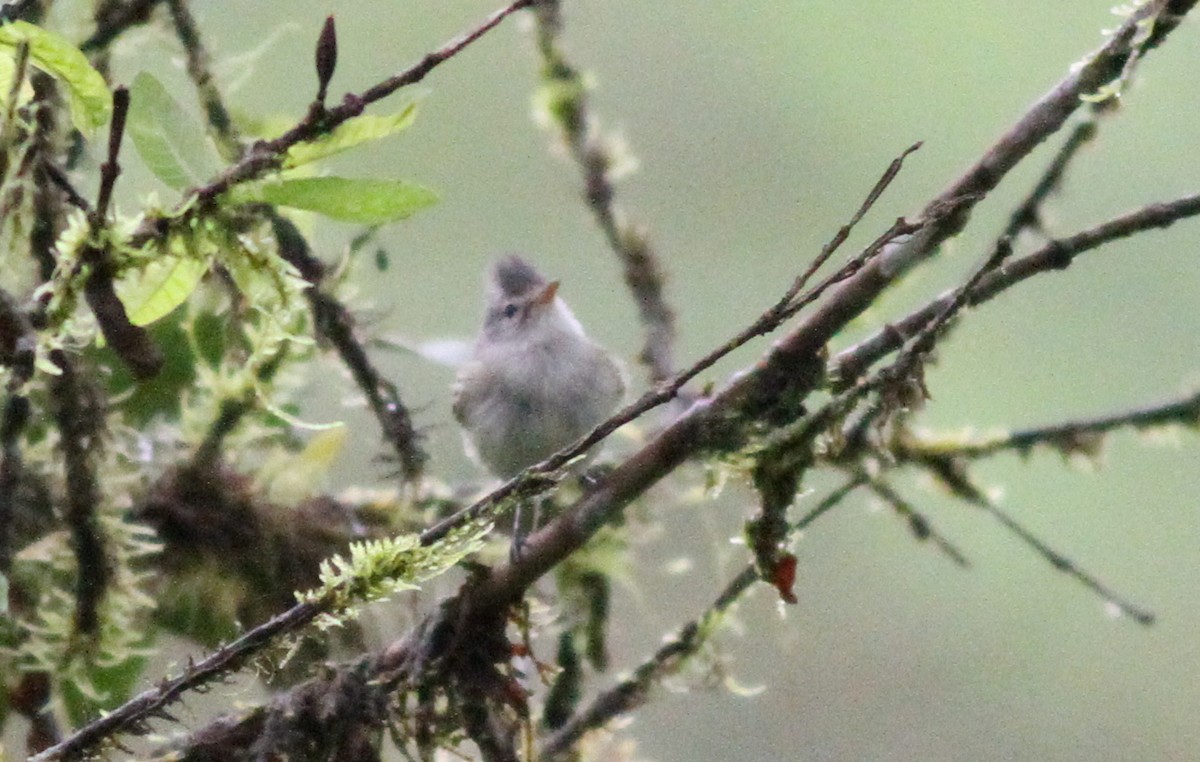 sørglattyrannulett (obsoletum gr.) - ML298840541