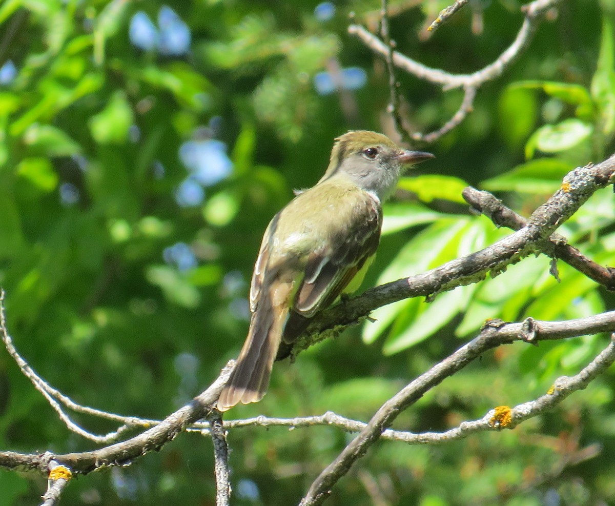 Great Crested Flycatcher - ML29884281