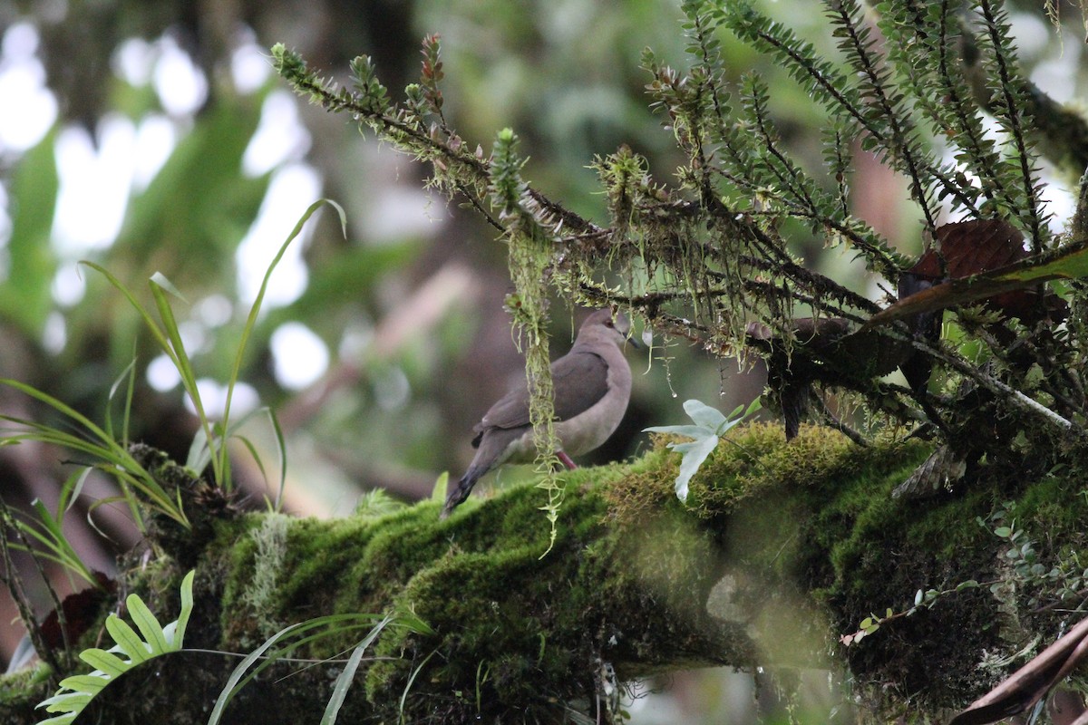 White-tipped Dove (decolor) - ML298842961