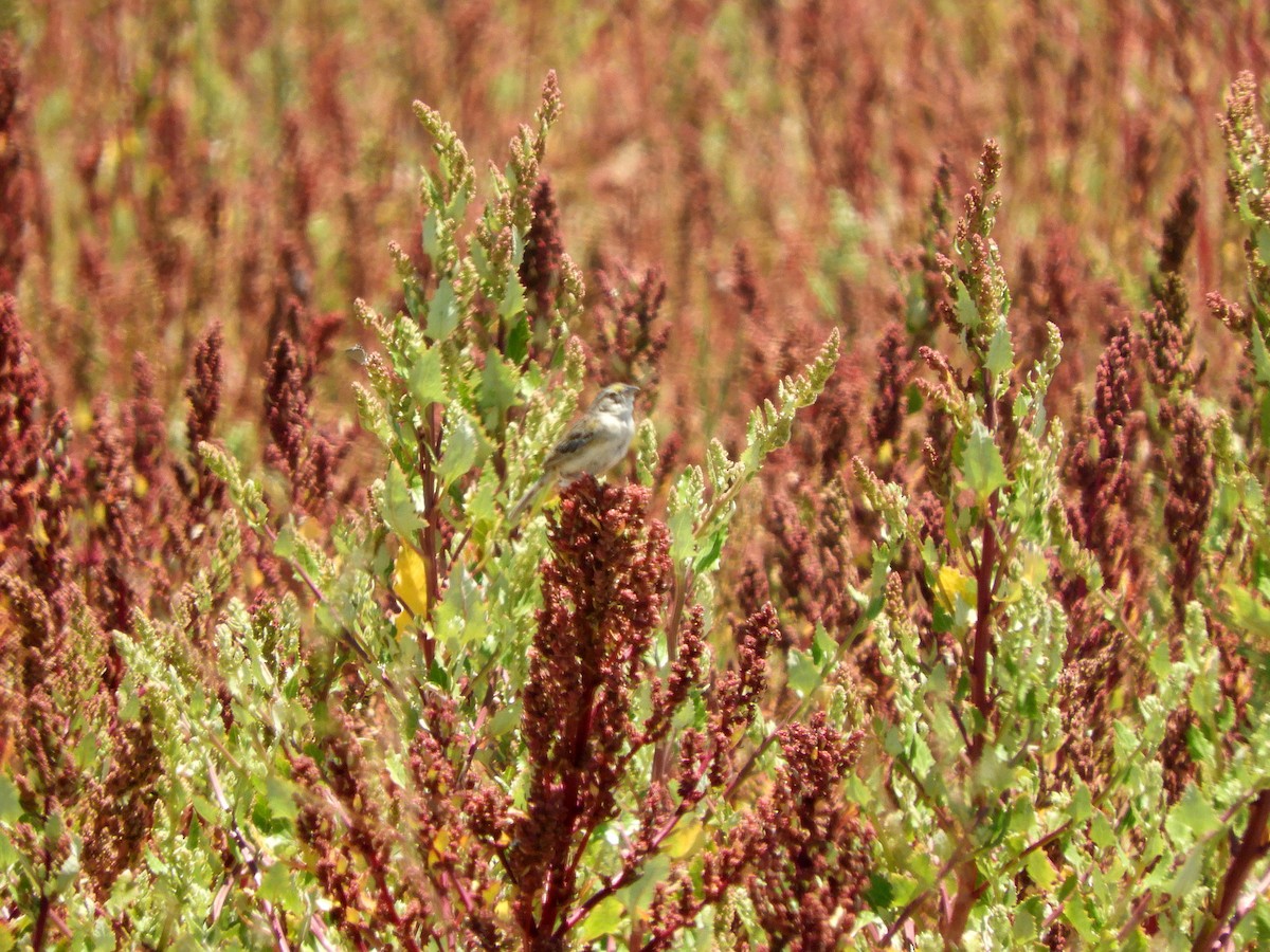 Grassland Sparrow - ML298844051