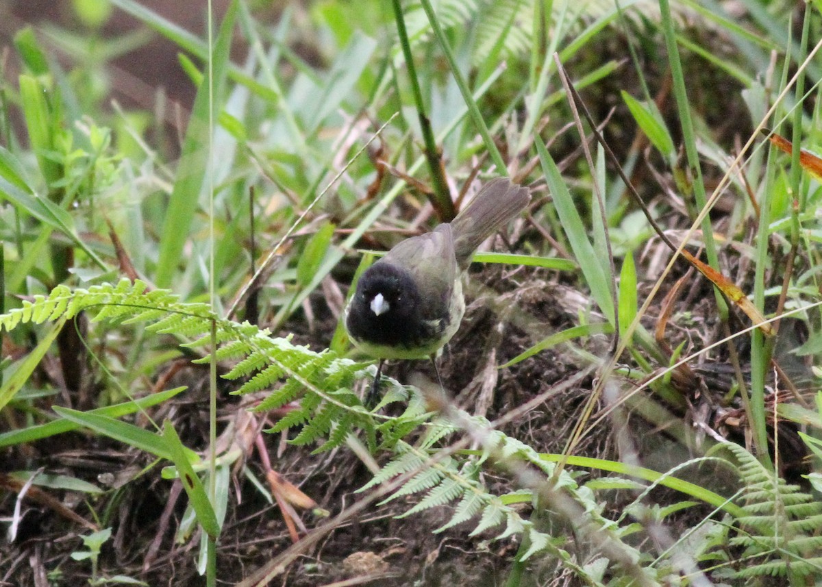 Yellow-bellied Seedeater - ML298844611