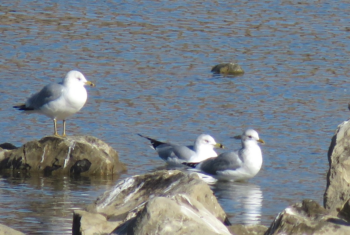 Short-billed Gull - ML298845861