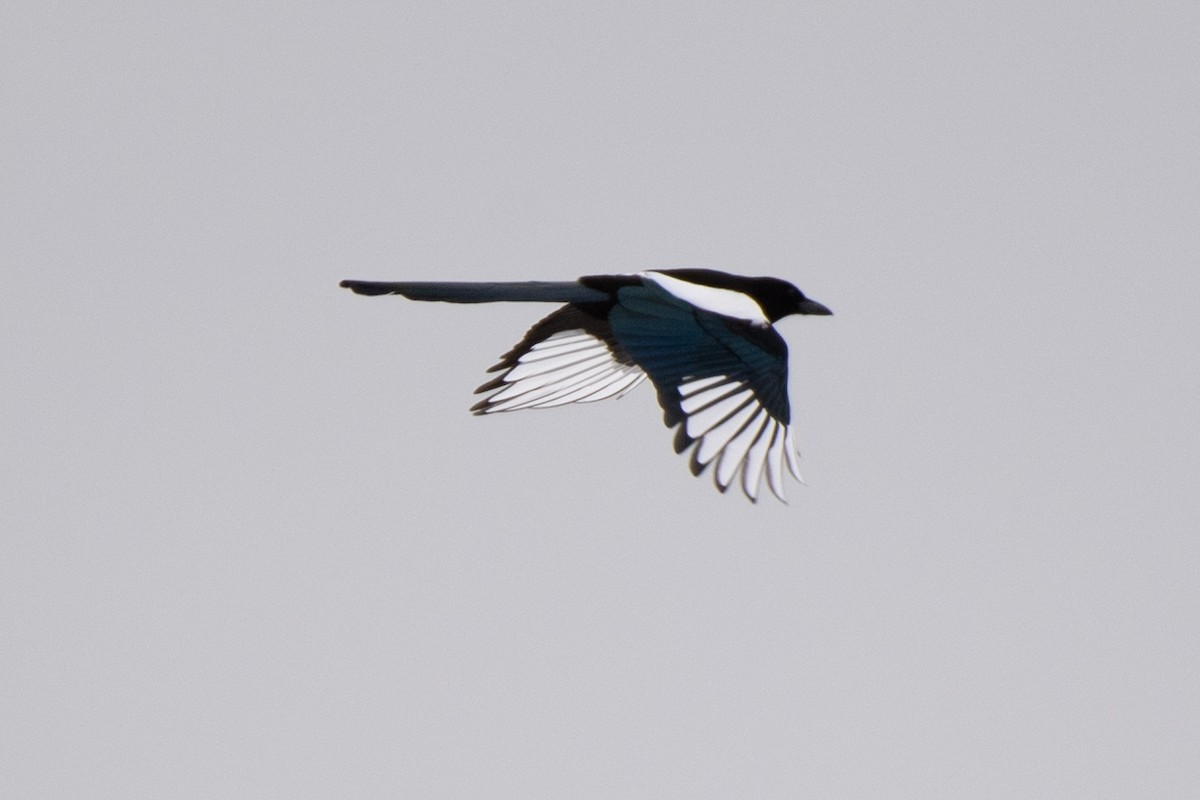 Black-billed Magpie - ML298847881