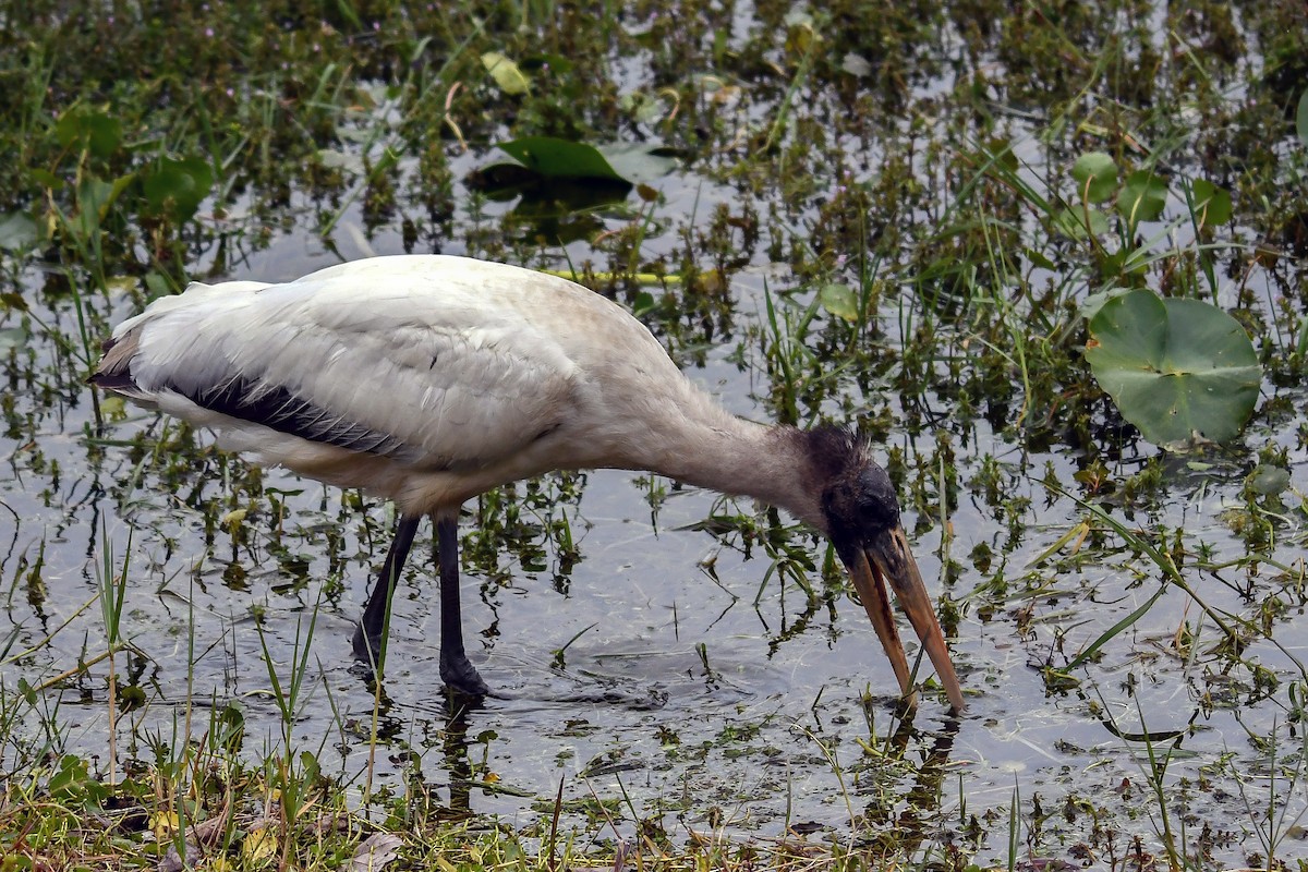 Tantale d'Amérique - ML298848711