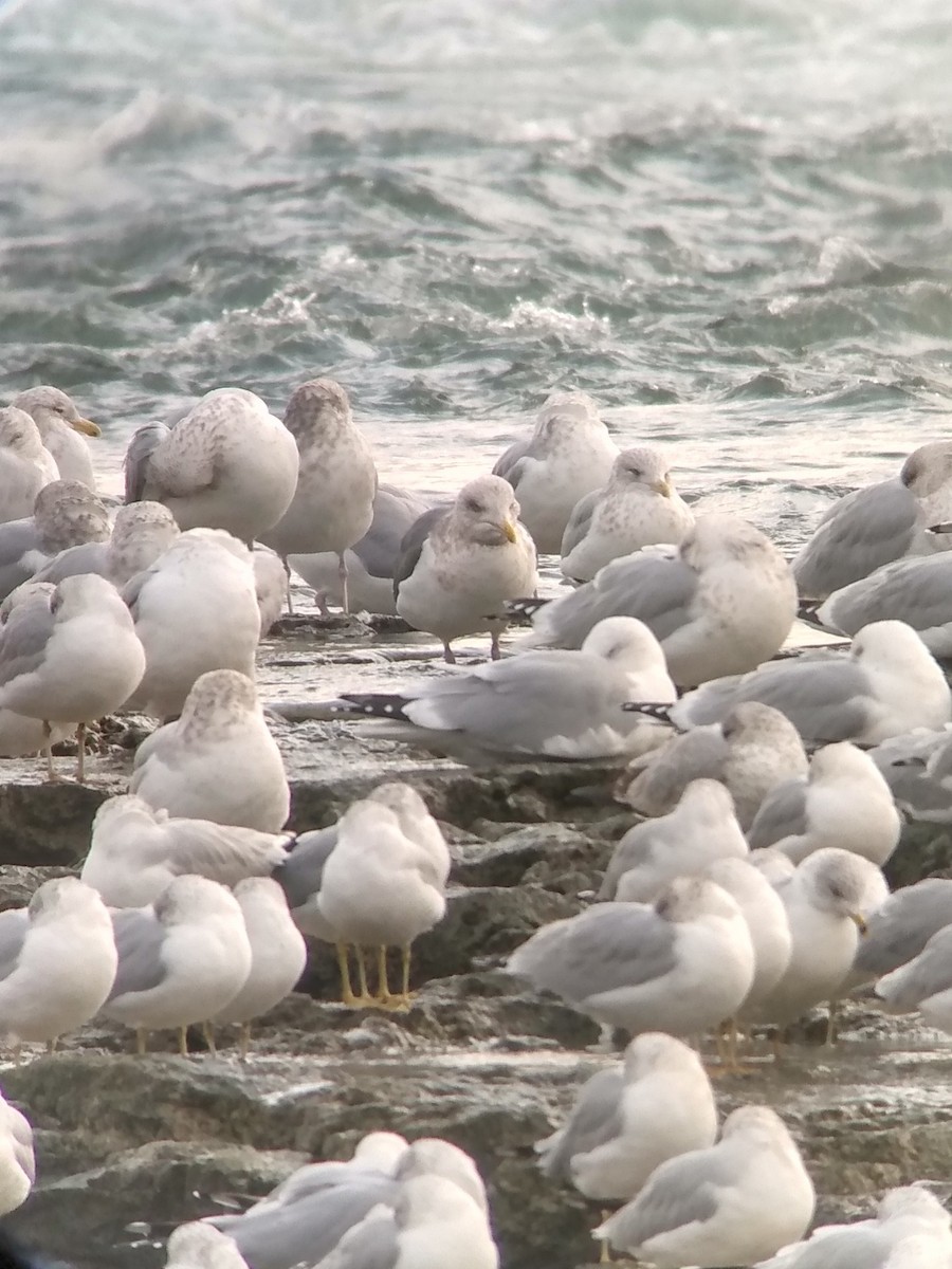 Slaty-backed Gull - ML298849541