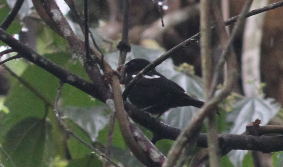 White-shouldered Tanager - ML298849871
