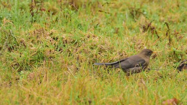 Rufous-collared Robin - ML298849901