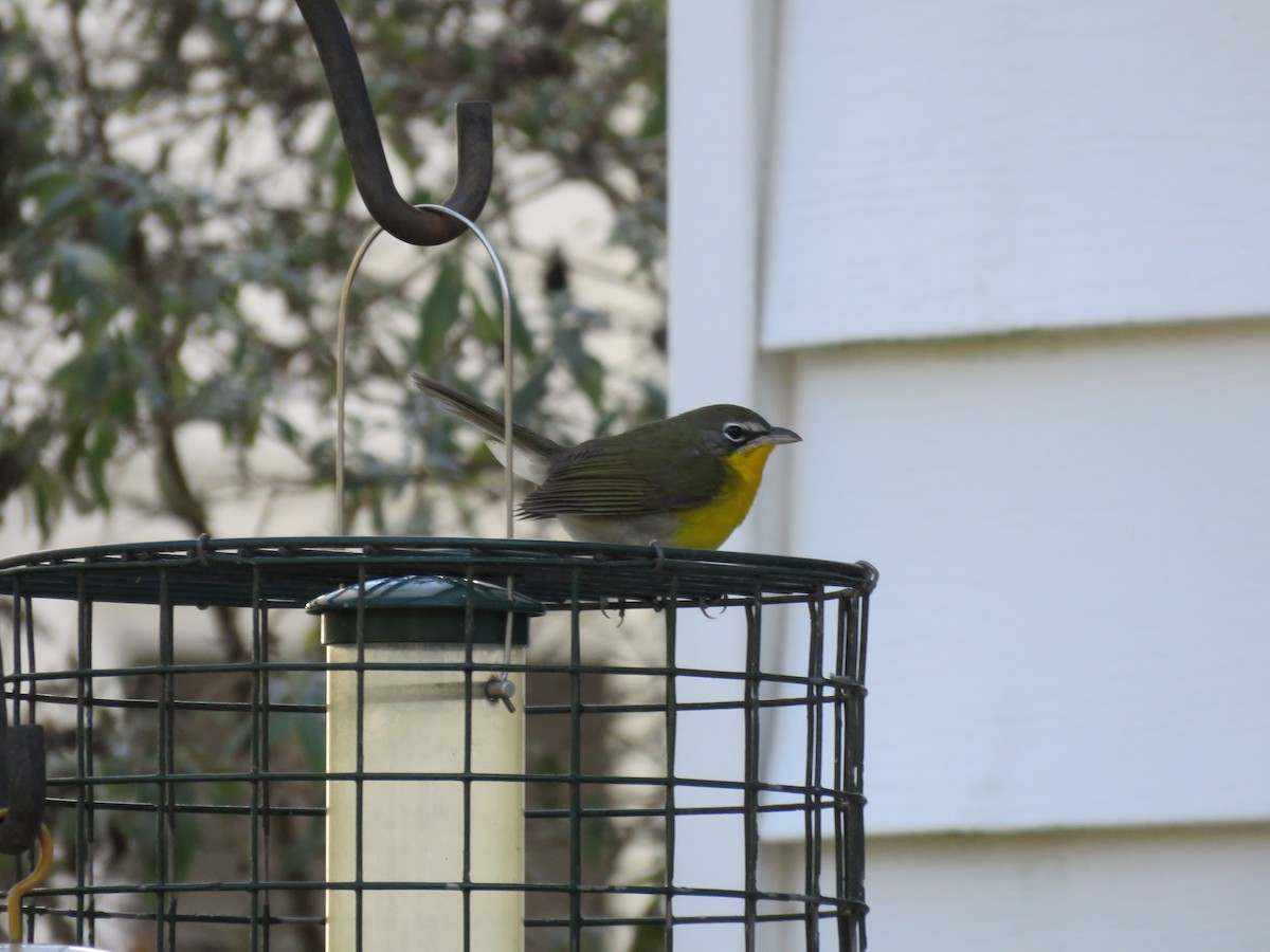 Yellow-breasted Chat - ML298850541