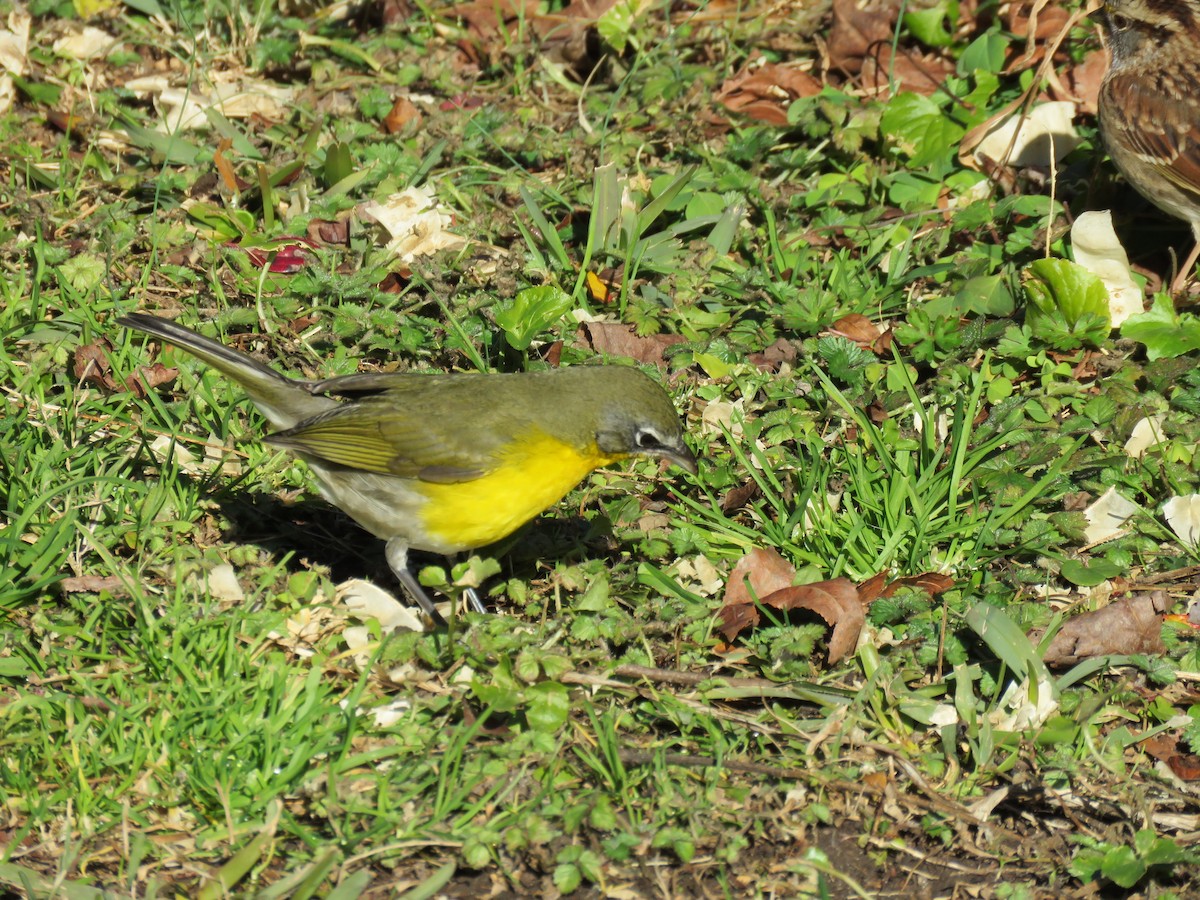 Yellow-breasted Chat - ML298850761