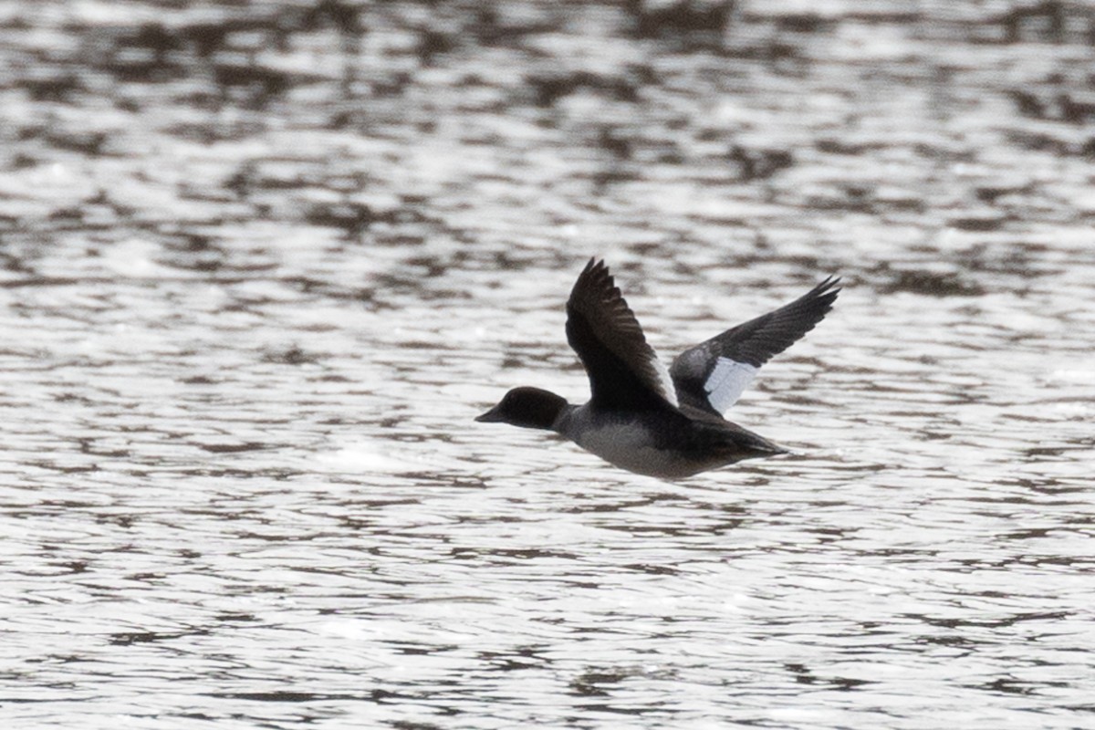 Common Goldeneye - ML298852031