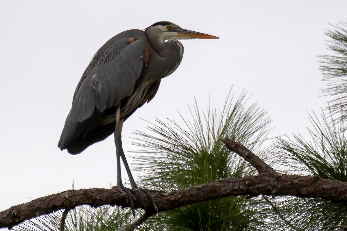 Grand Héron - ML298852171