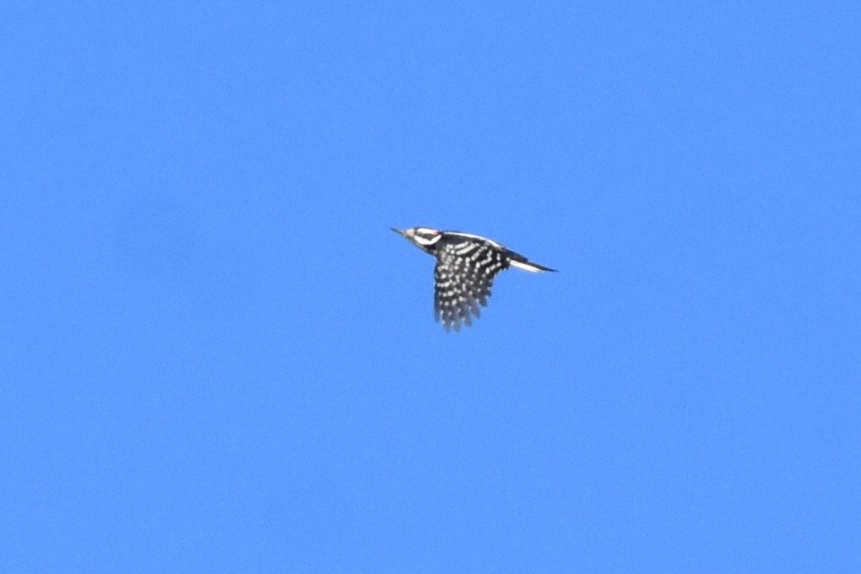 Hairy Woodpecker (Eastern) - ML298853511