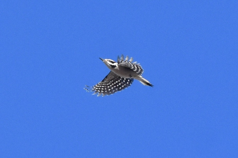 Hairy Woodpecker (Eastern) - ML298853521