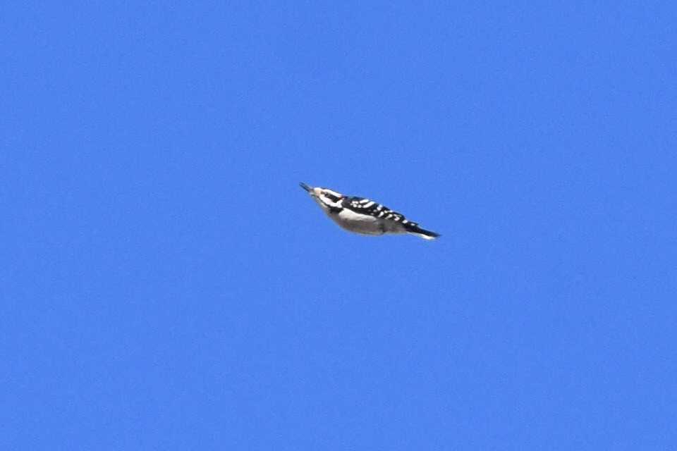 Hairy Woodpecker (Eastern) - ML298853531