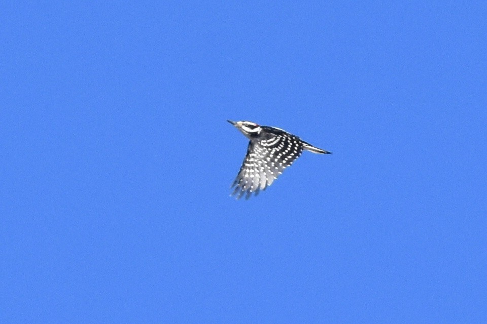 Hairy Woodpecker (Eastern) - ML298853541