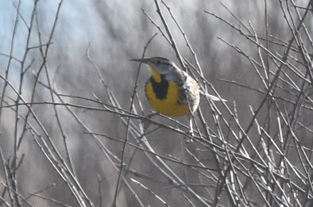 Eastern Meadowlark (Eastern) - ML298853601
