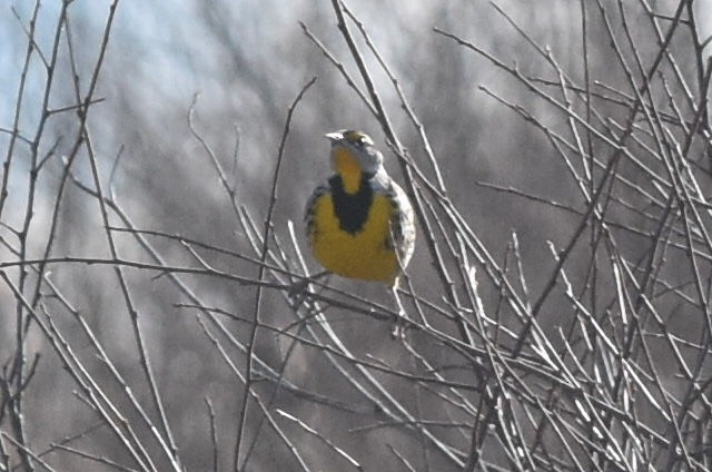 Eastern Meadowlark (Eastern) - ML298853611