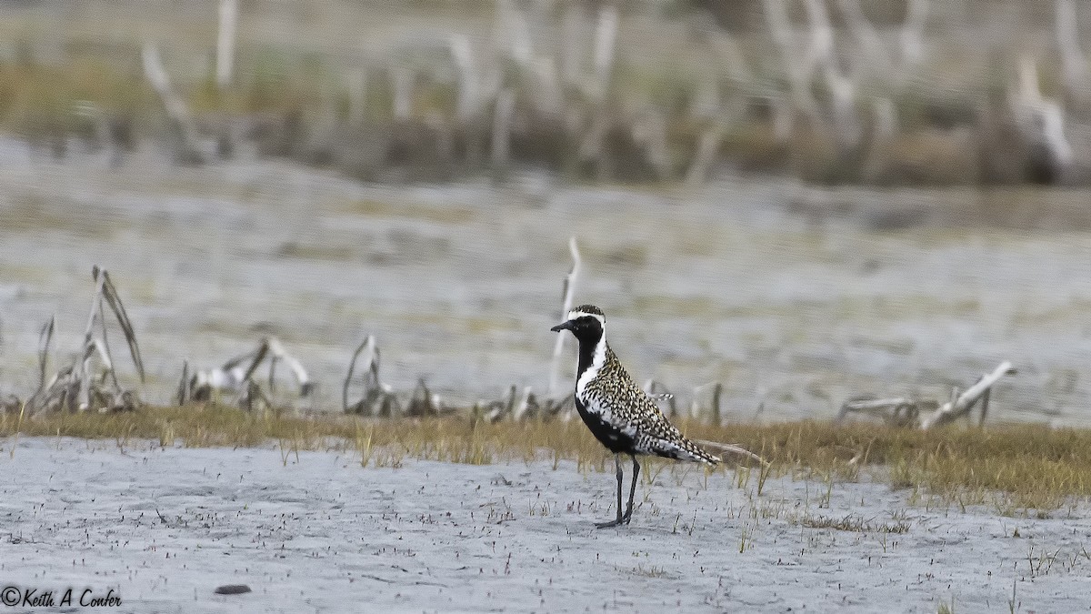 Pacific Golden-Plover - Keith Confer