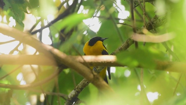 Oriole unifascié - ML298854311