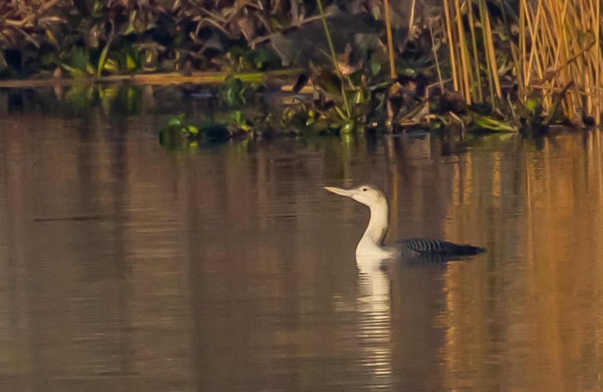 Yellow-billed Loon - Cris Heins