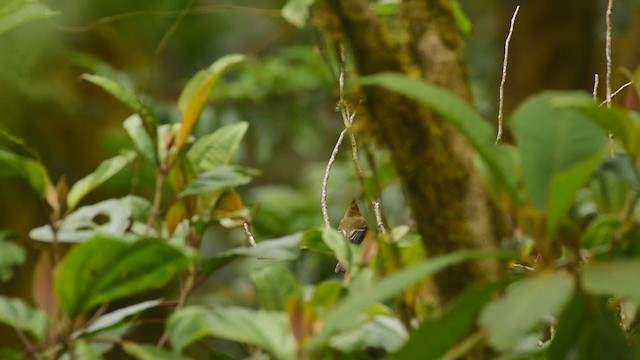 Moucherolle huppé (phaeocercus/tenuirostris) - ML298854871