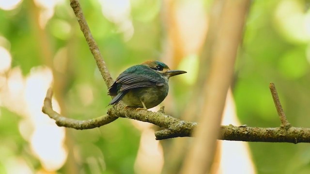 Tody Motmot - ML298855801