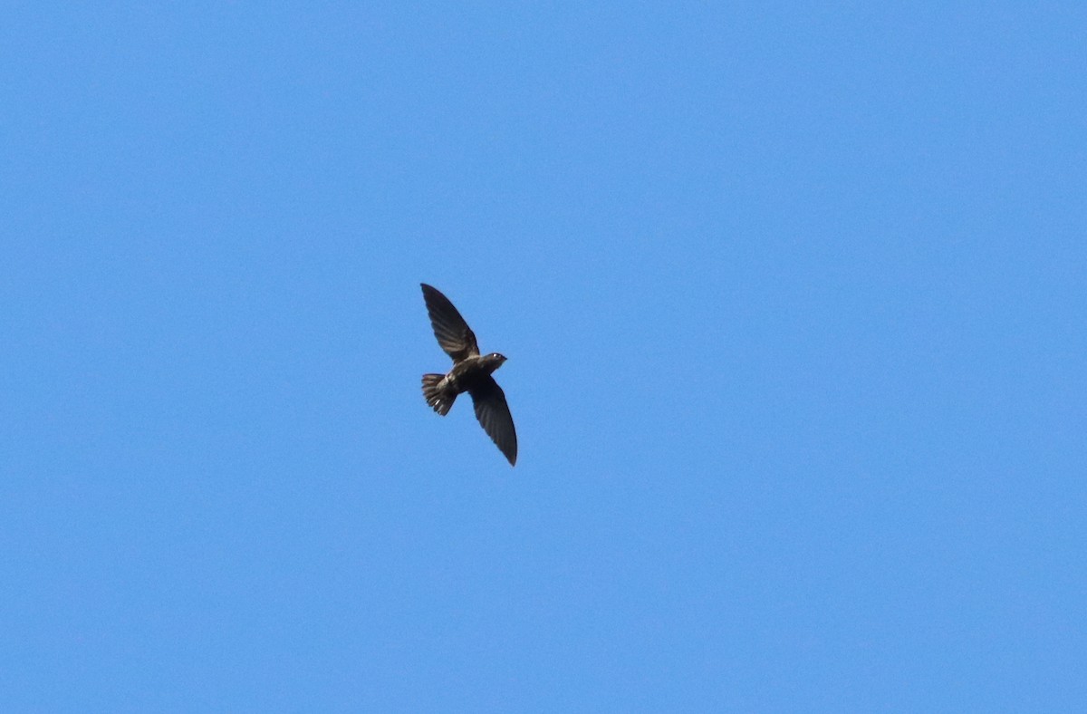 Short-tailed Swift - ML298855861