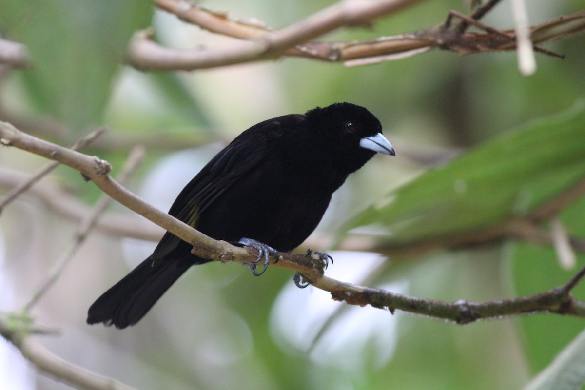 Flame-rumped Tanager (Lemon-rumped) - ML298857341