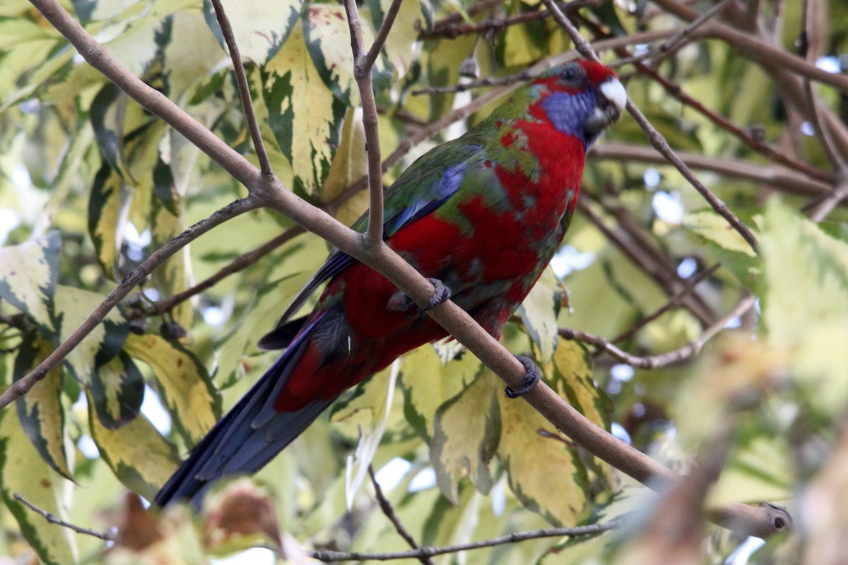 Crimson Rosella - Alan Atkinson