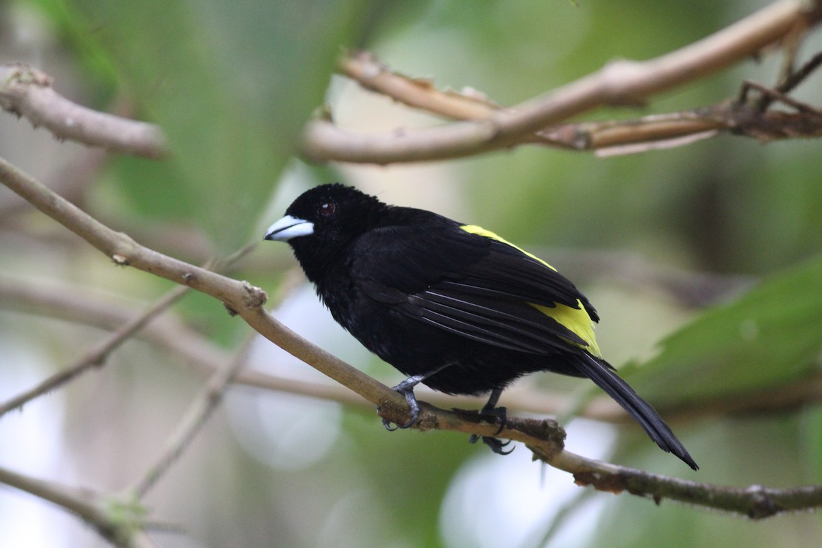Flame-rumped Tanager (Lemon-rumped) - ML298857531