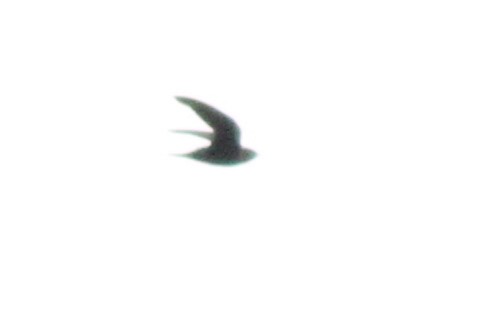 White-collared Swift - ML298857631