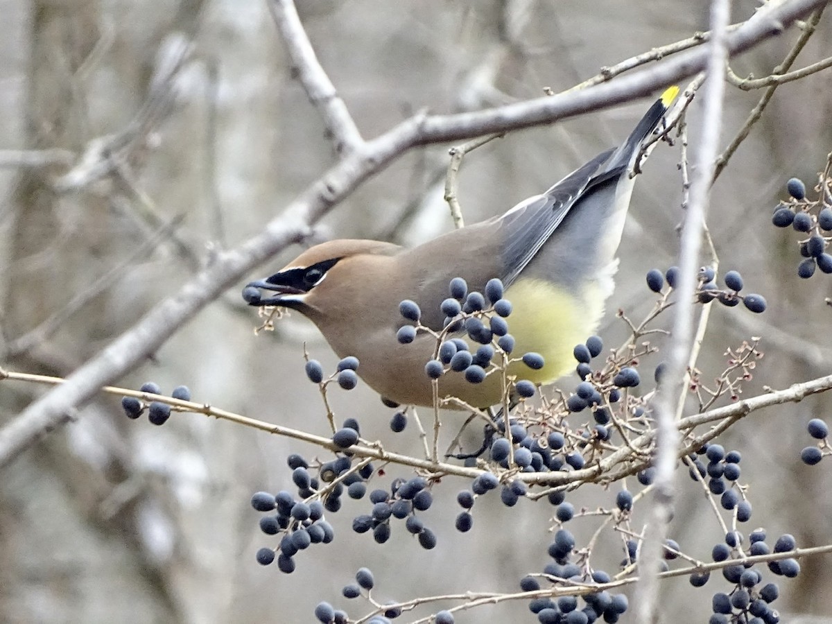 Cedar Waxwing - ML298857921