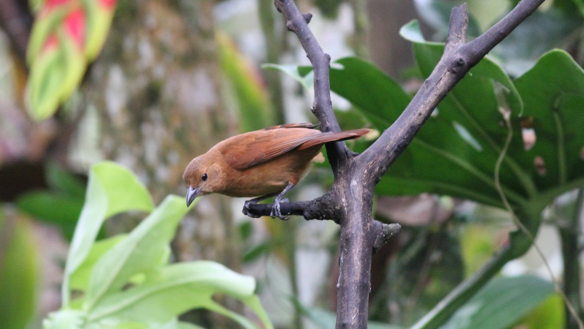White-lined Tanager - ML298857991