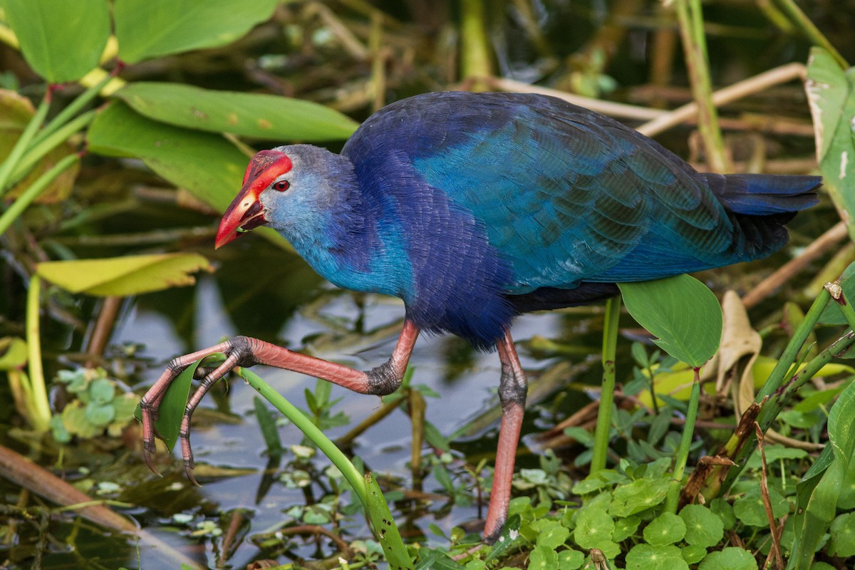 Gray-headed Swamphen - Sean Fitzgerald