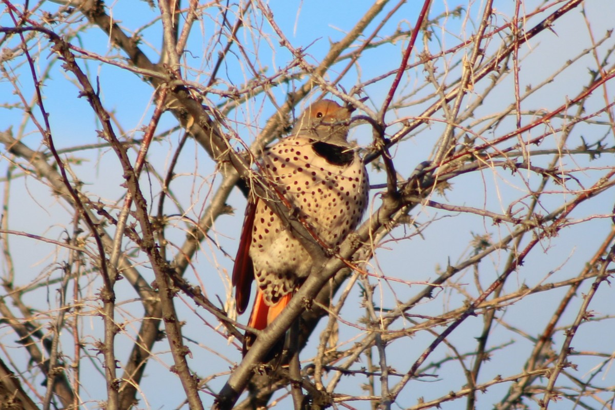 Northern Flicker (Red-shafted) - ML298859061