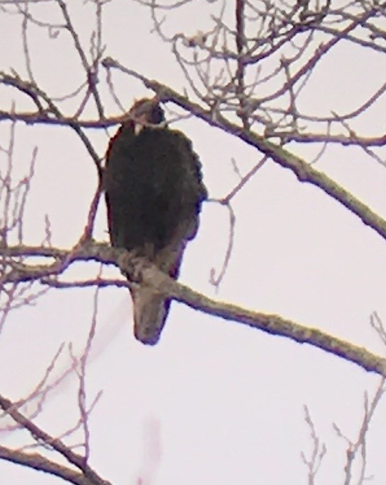 Turkey Vulture - ML298859821