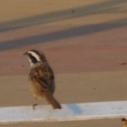 Stripe-headed Sparrow - ML29886051
