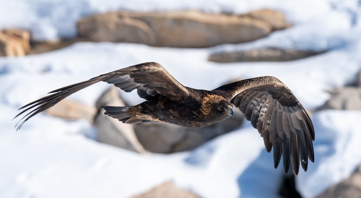 Golden Eagle - Douglas  Denys