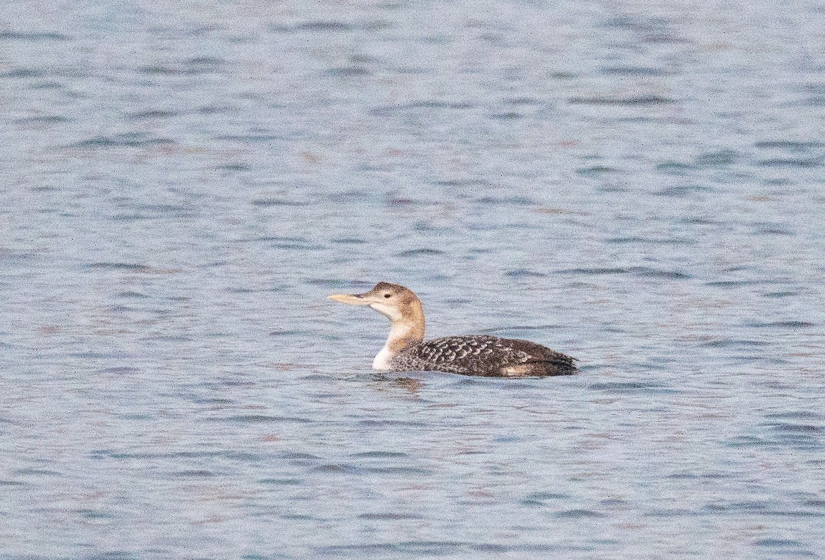 Yellow-billed Loon - ML298861721