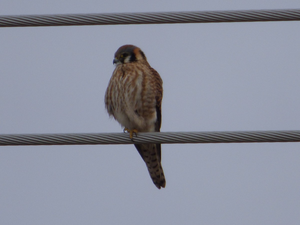 American Kestrel - ML298863891