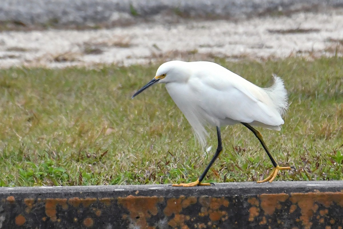 Aigrette neigeuse - ML298864131