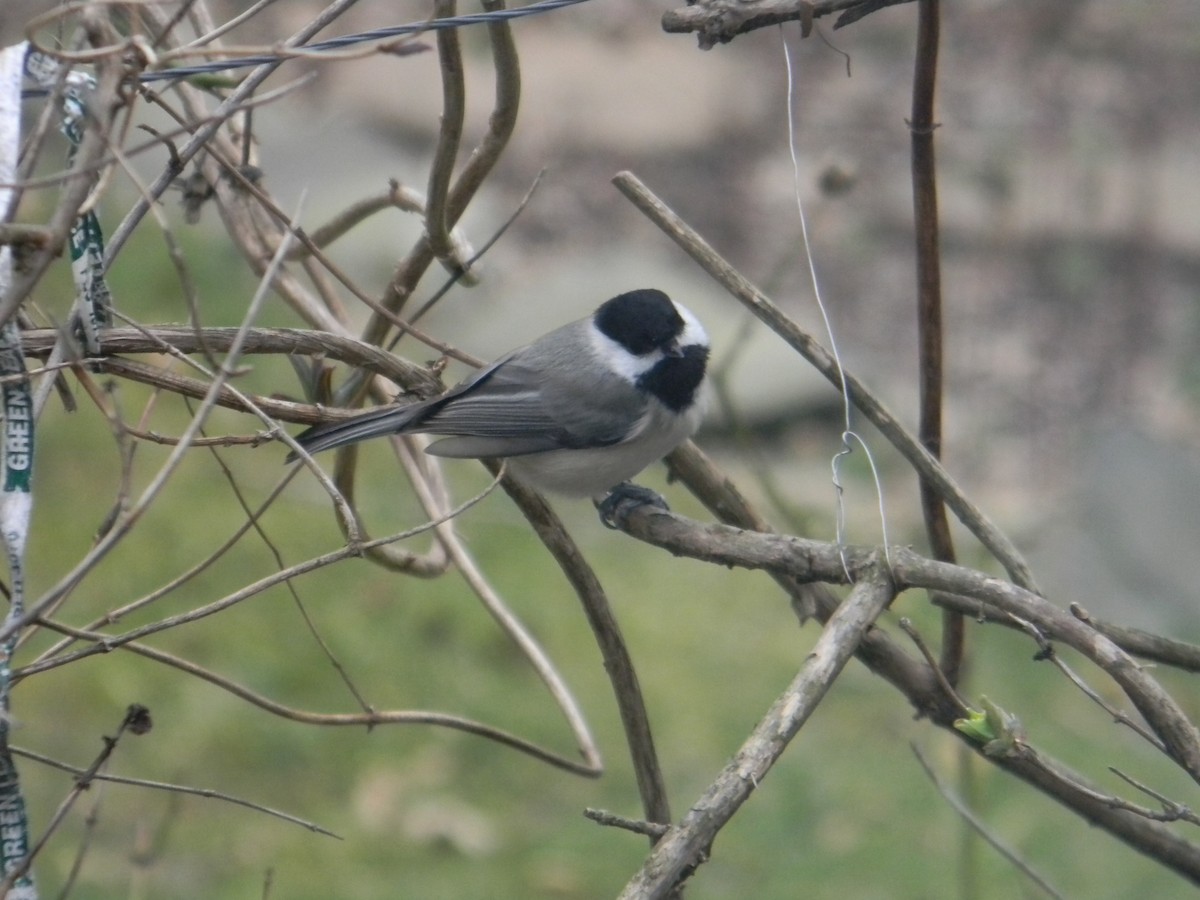 Mésange de Caroline ou M. à tête noire - ML298865701