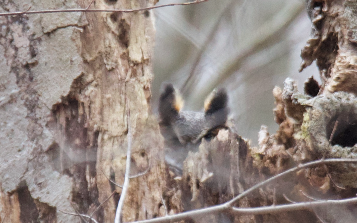 Great Horned Owl - ML298867151