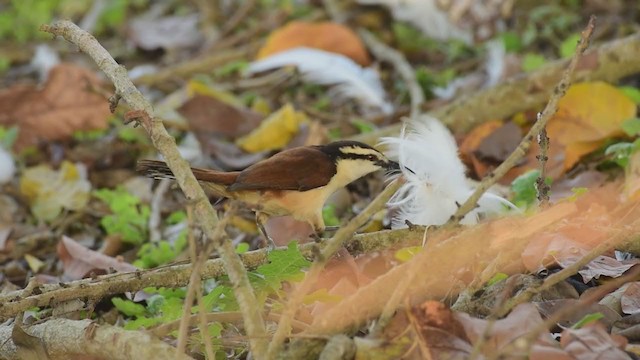 Giant Wren - ML298869121