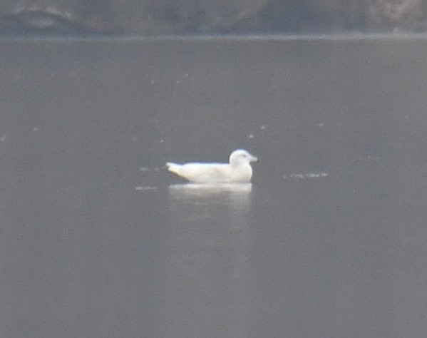 Glaucous Gull - David Chernack