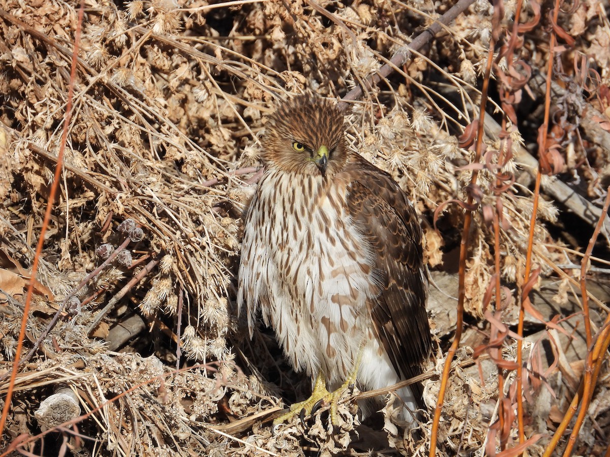 Cooper's Hawk - ML298872511