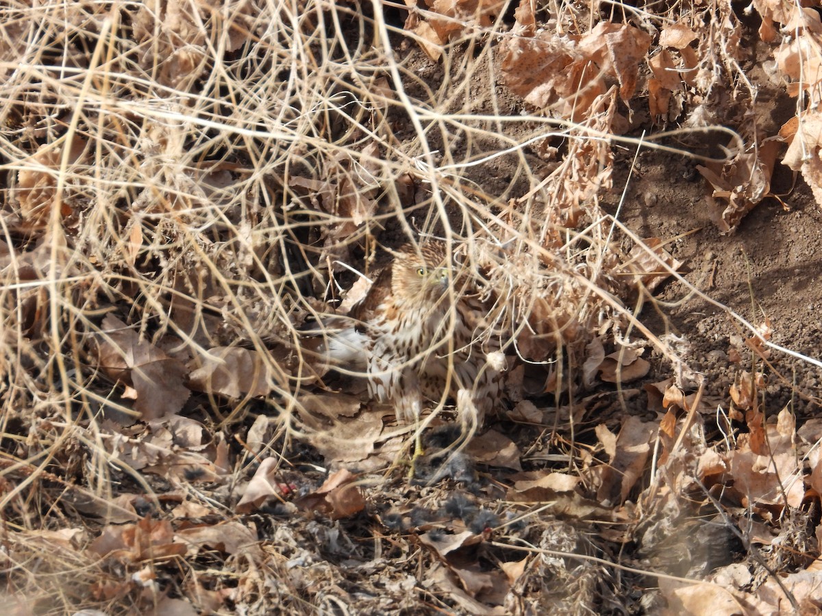 Cooper's Hawk - ML298872521