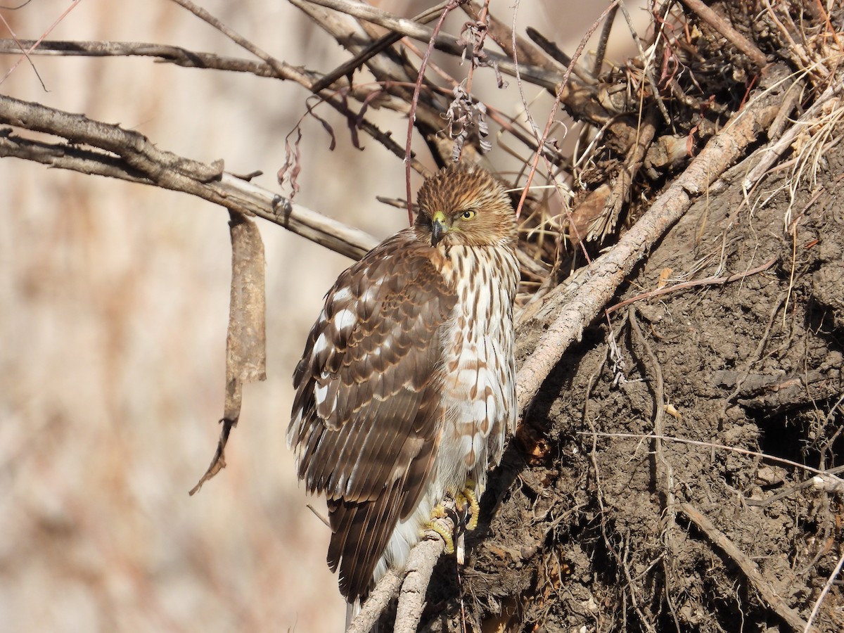 Cooper's Hawk - ML298872541