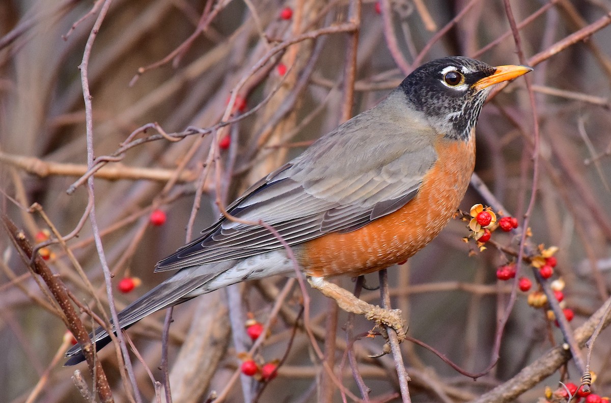 American Robin - ML298872711